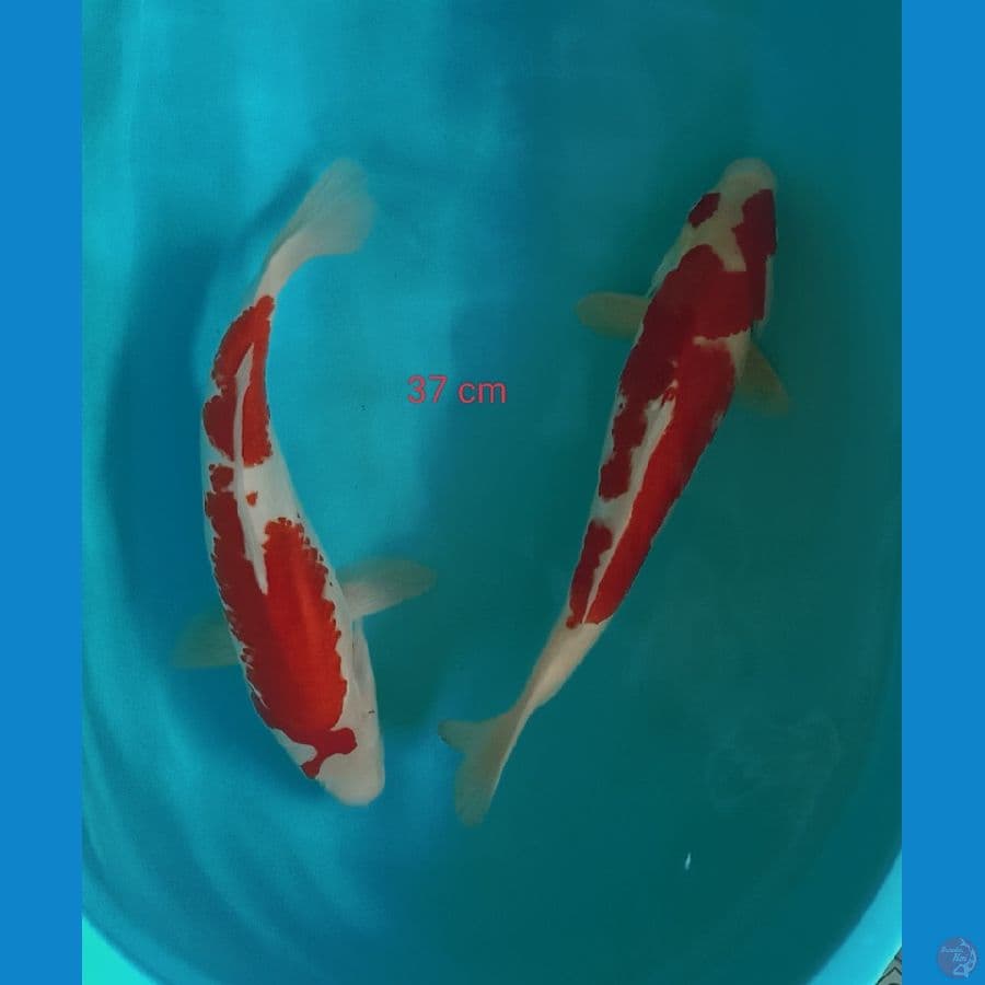 kohaku