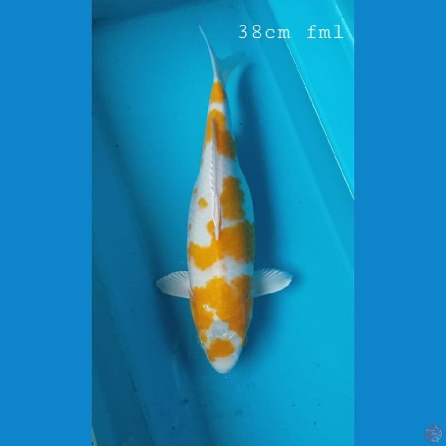koyo 38cm/fml