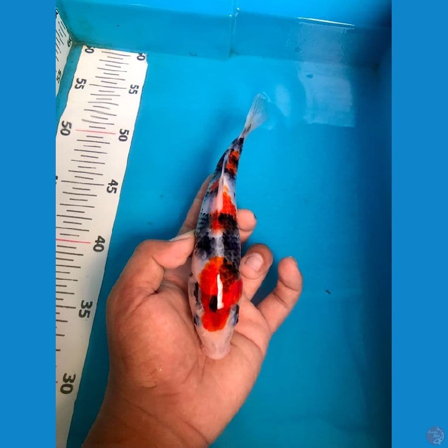 SHOWA 20cm
