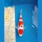 Kohaku 30bu
