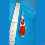 Kohaku 30bu