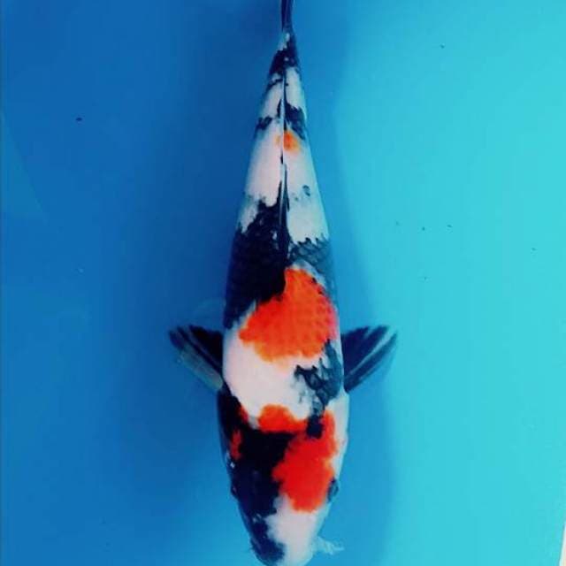 Showa 38cm ( prospek )