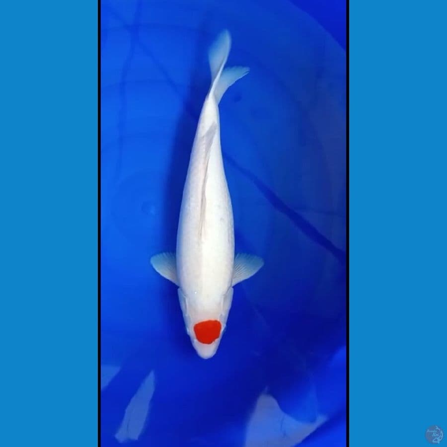 Tanco Original - 43cm
