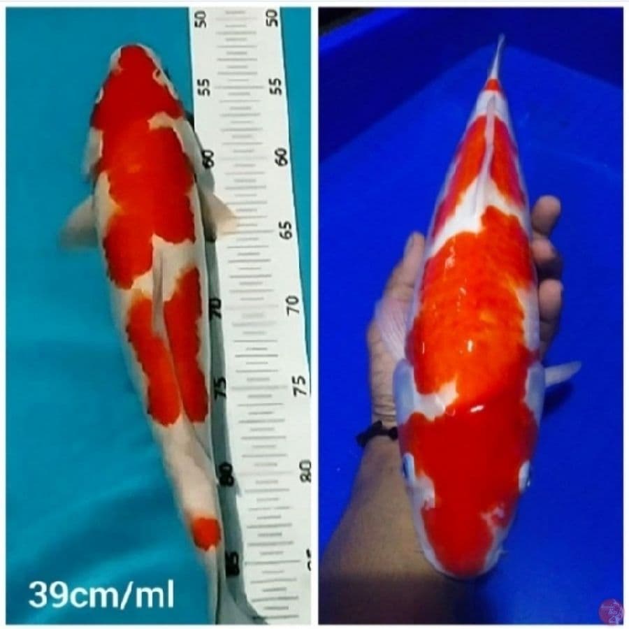 Kohaku Petern Strong Original