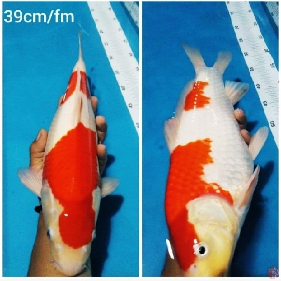 Kohaku Nindan Original