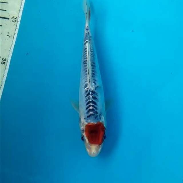 Tancho