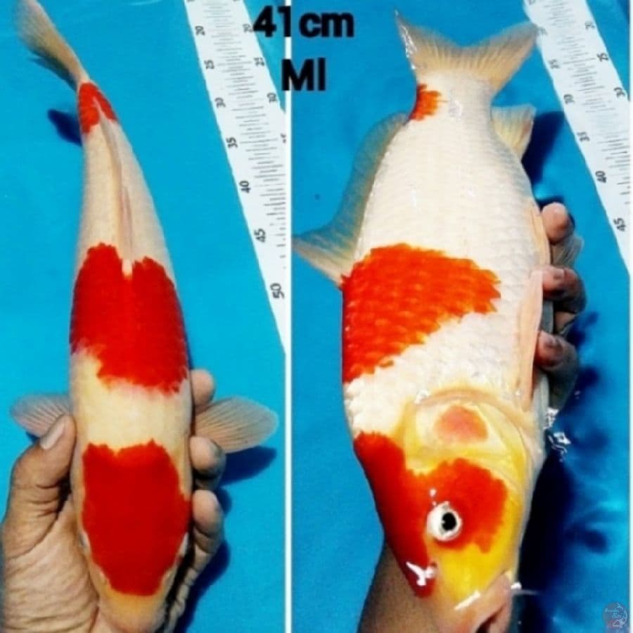 3 step original kohaku