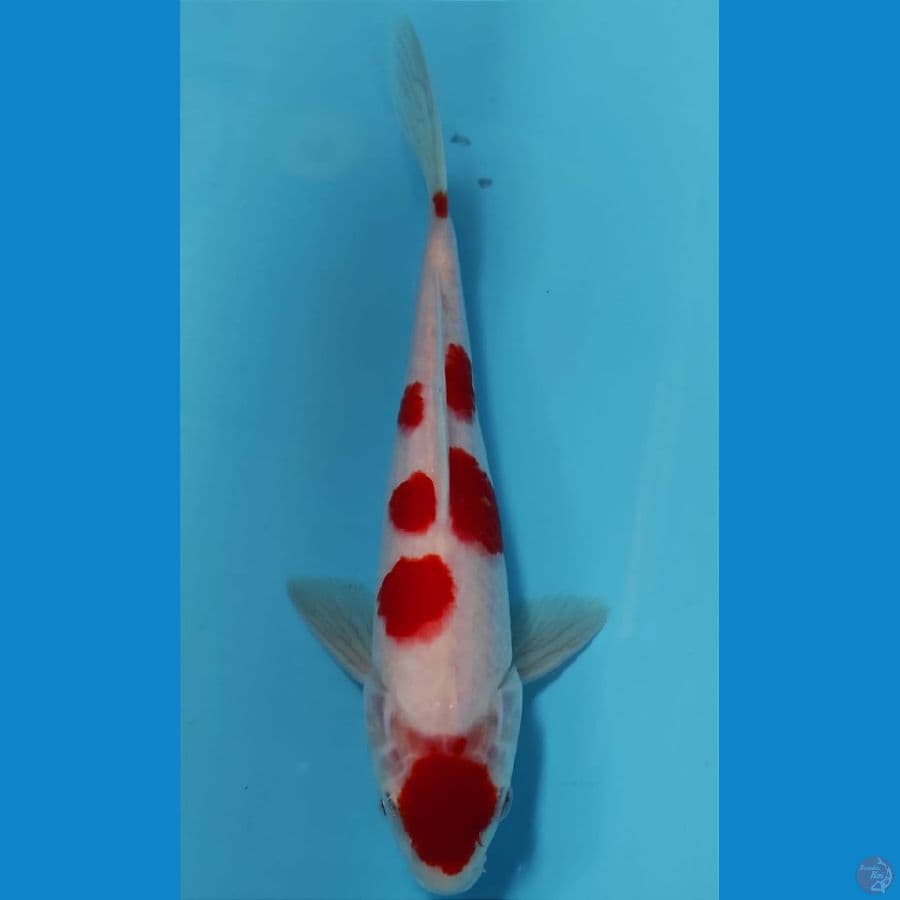 MARUTEN KOHAKU 24 CM/MERAH DARAH
