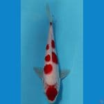 MARUTEN KOHAKU 24 CM/MERAH DARAH