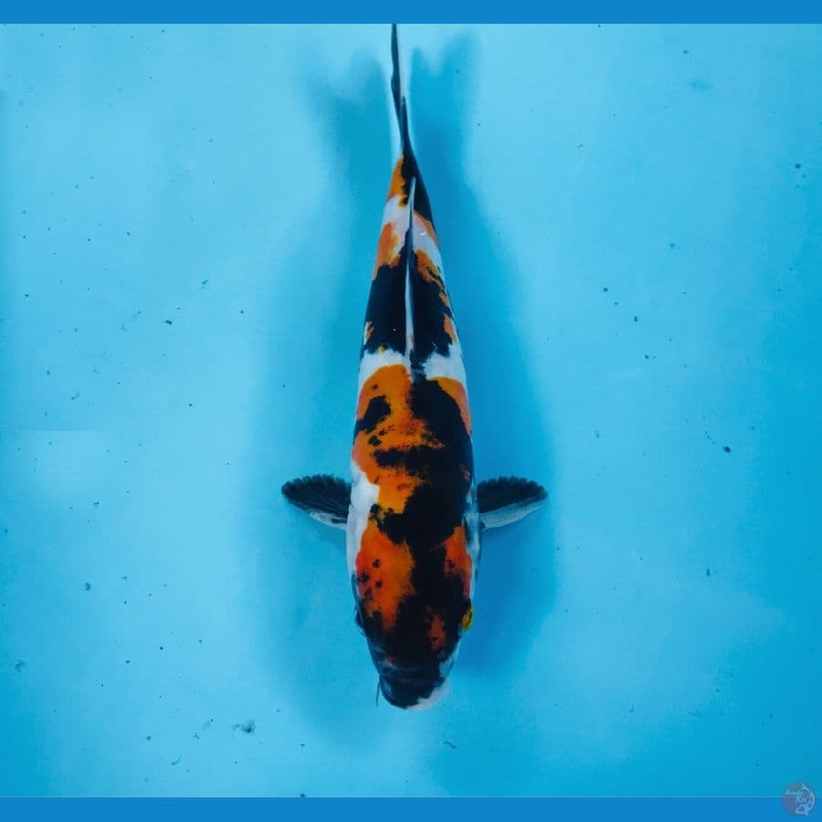 showa doitsu, 22 cm
