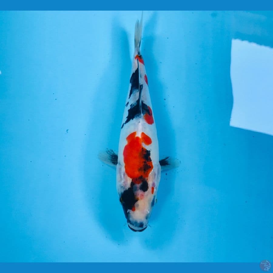 showa doitsu, 18 cm