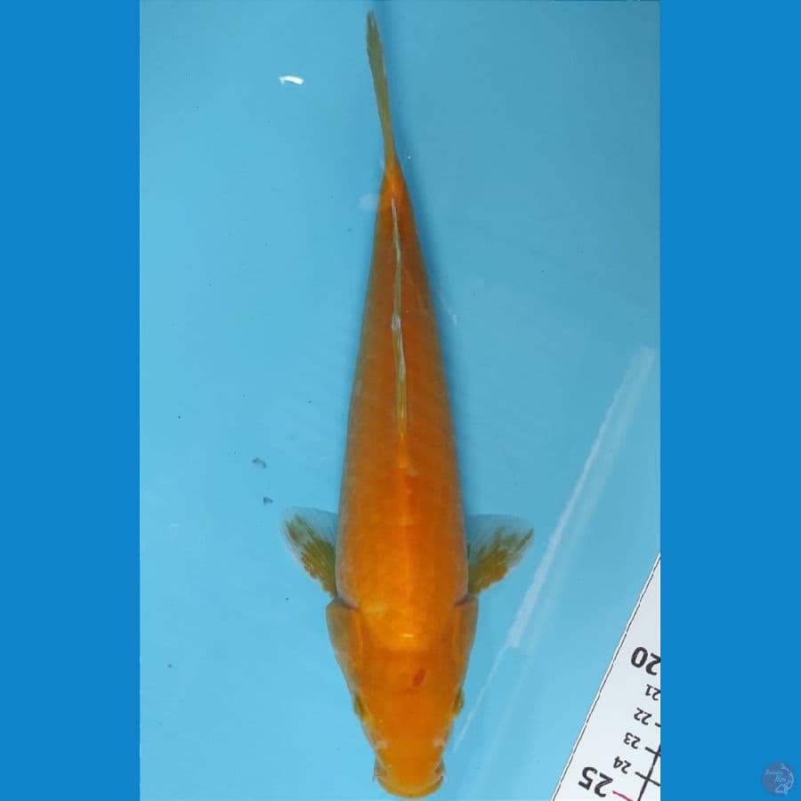 KARASHI 31 CM