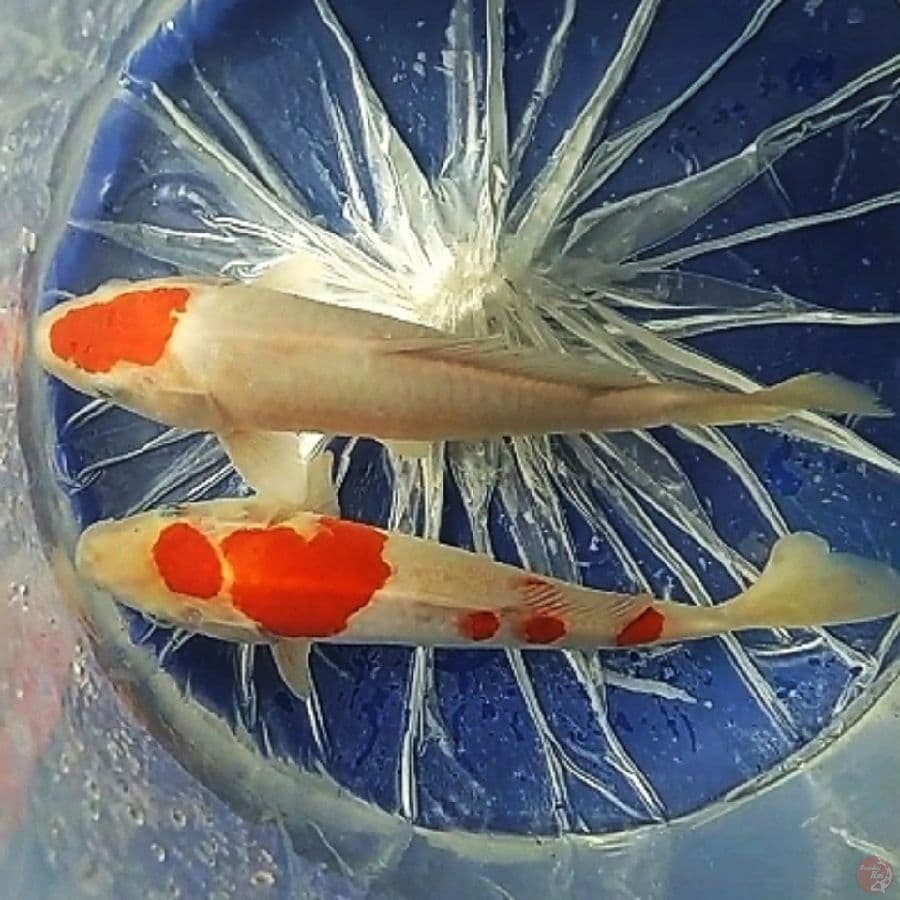 Tancho, maruten Kohaku