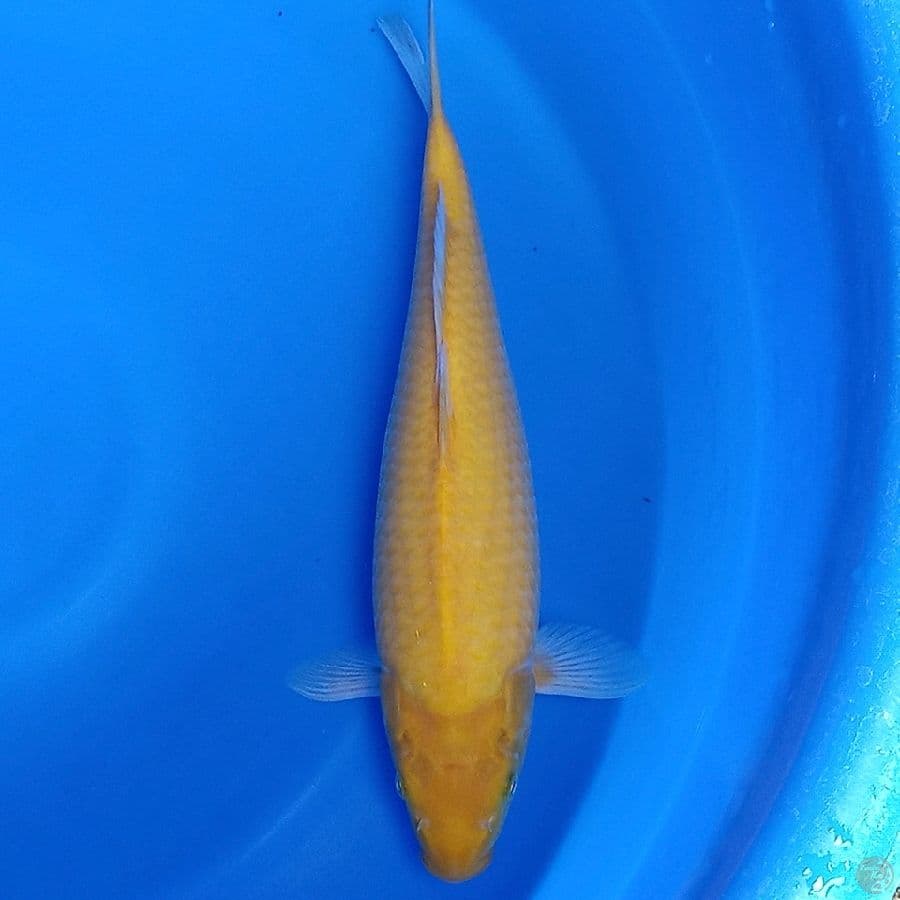 Karashi 37cm male berpunuk