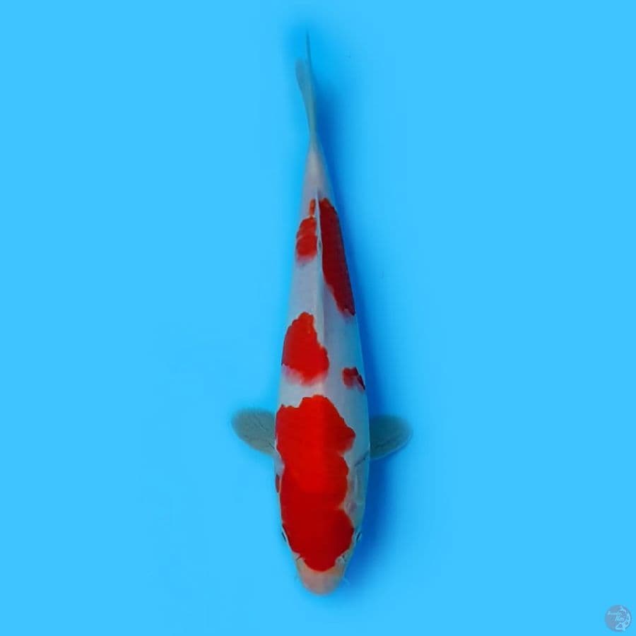 KOHAKU SQ 24 cm