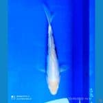 kumon god skin 25 cm