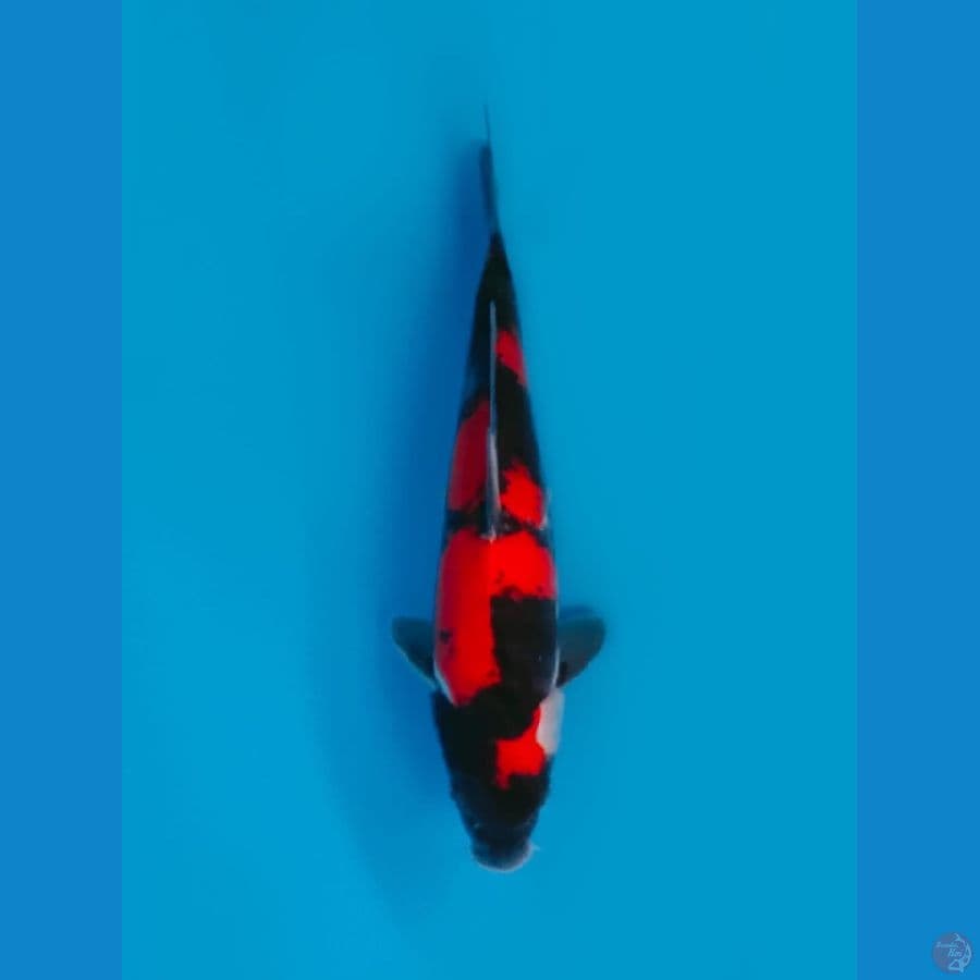 Hi-Showa Doitsu Female 30cm