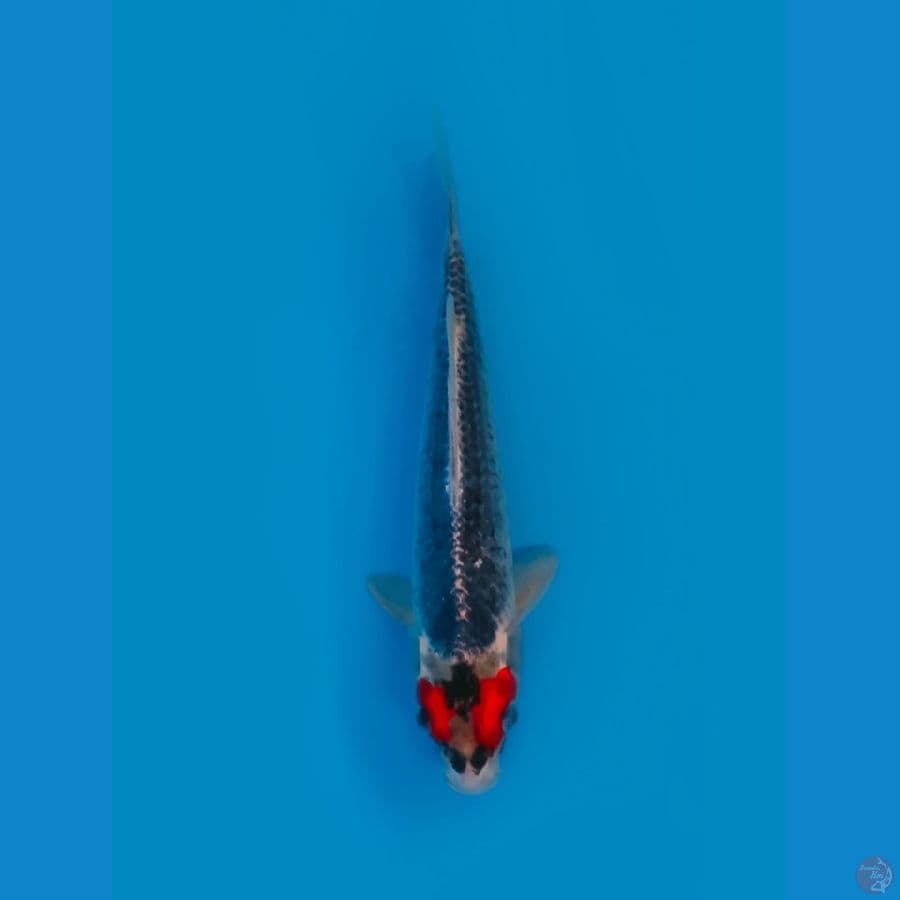 Original Tancho Ghosiki Male 29cm