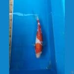 KOHAKU 27CM