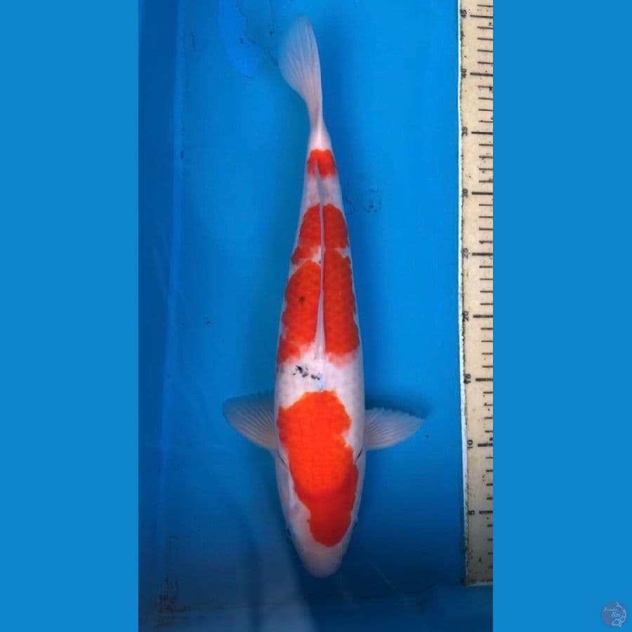 sanke tategoi 40cm