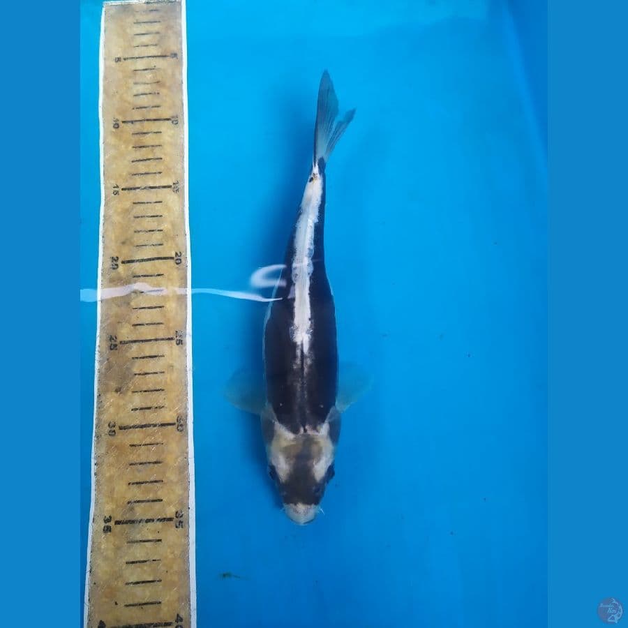 KABUTO 25CM