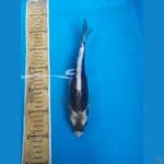 KABUTO 25CM
