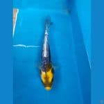 KABUTO 25CM
