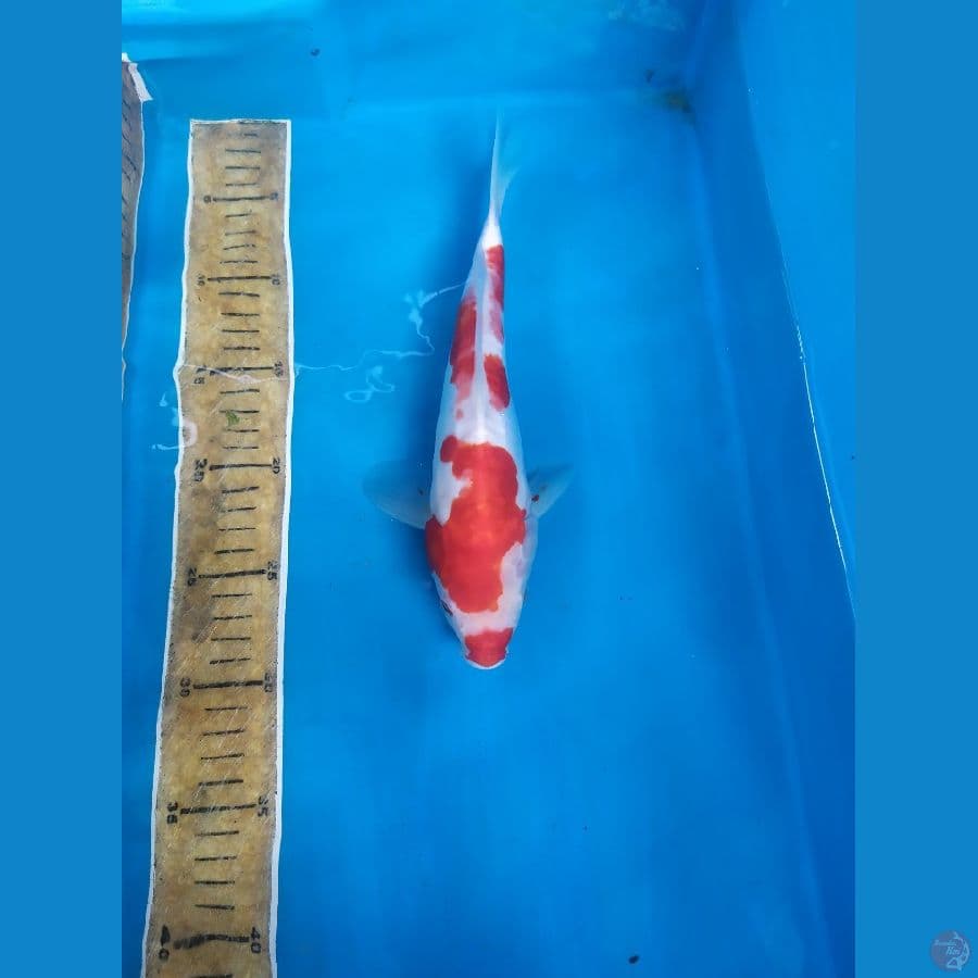 KOHAKU KUCIBENI 27CM
