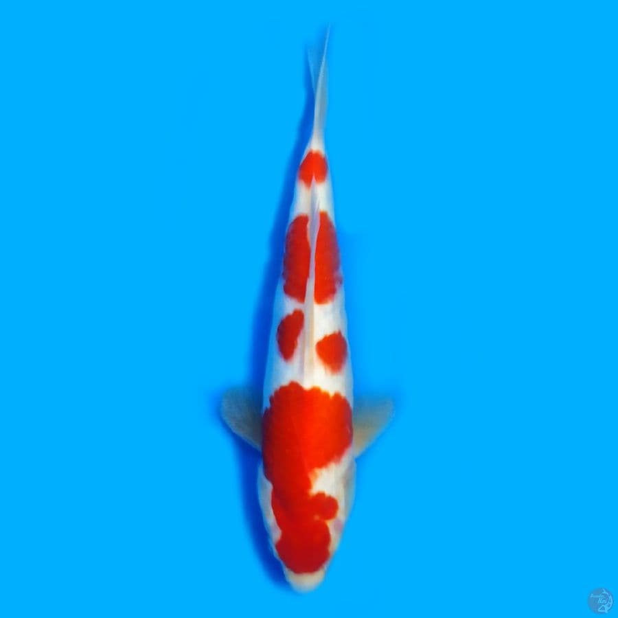 kohaku male 30cm 