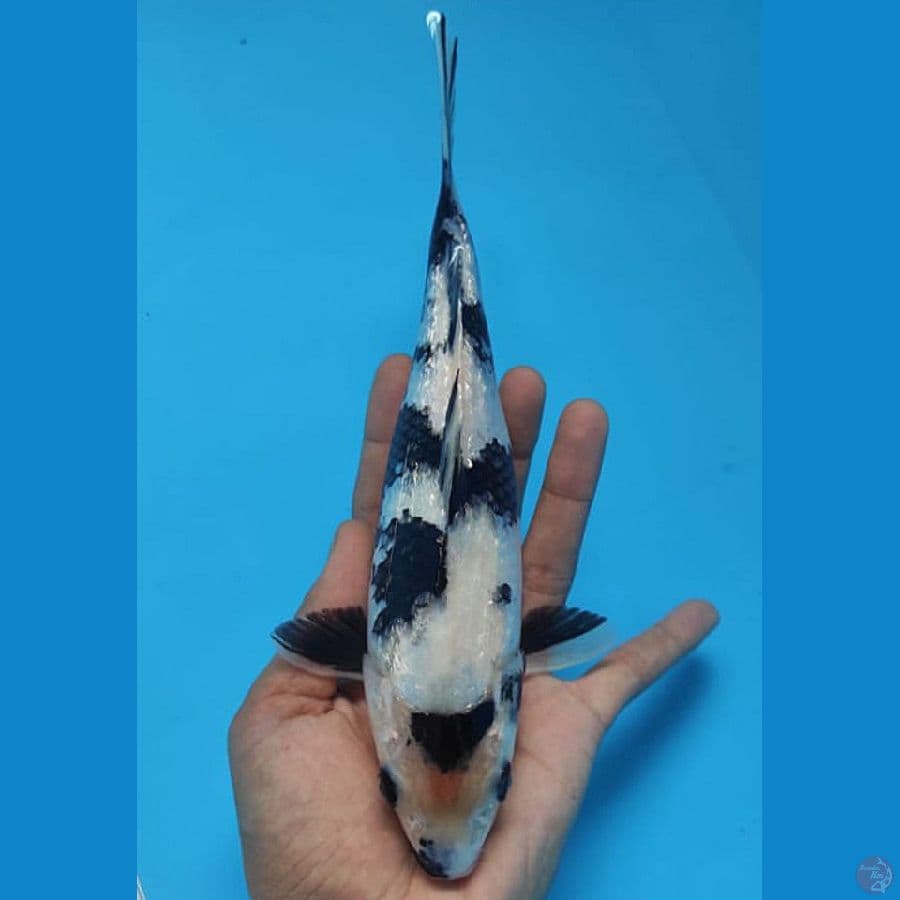 HQ SHIRO GINRIN 24 CM
