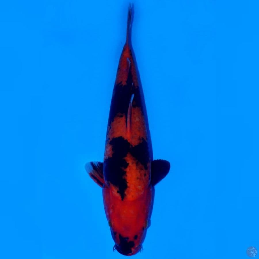 BUSHIN 4 - HI UTSURI SQ RED STRONG 40CM MALE