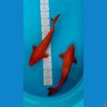 Benigoi Tembus Perut 37-38cm  (all Male)
