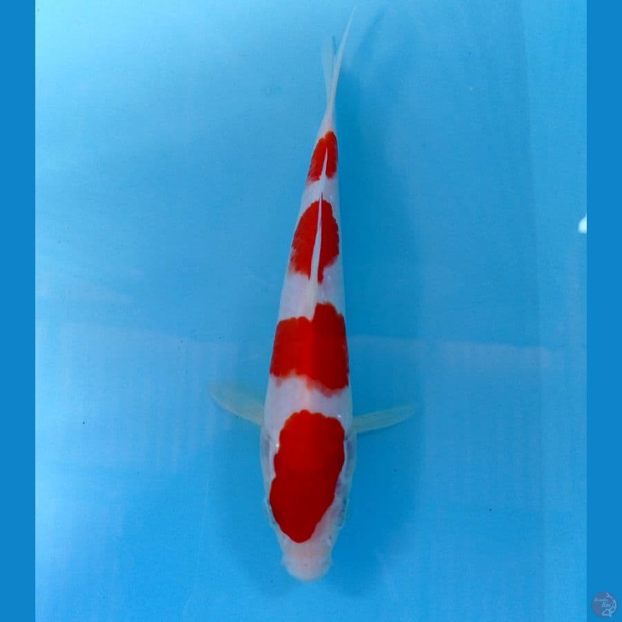 kohaku 20cm