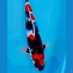showa sansoku 40 cm