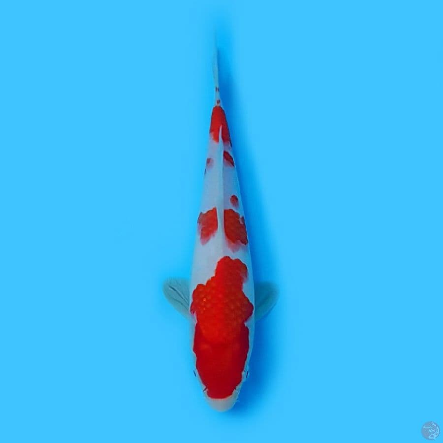 kohaku SQ 22cm originall strongg
