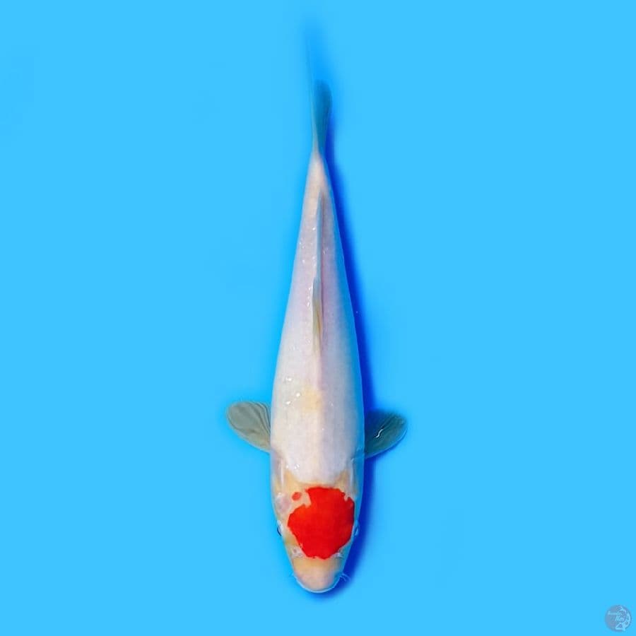 tancho 28cm orii