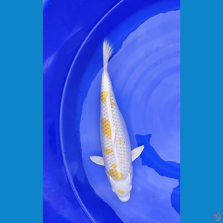 Hariwake Jantan 43 Cm 
