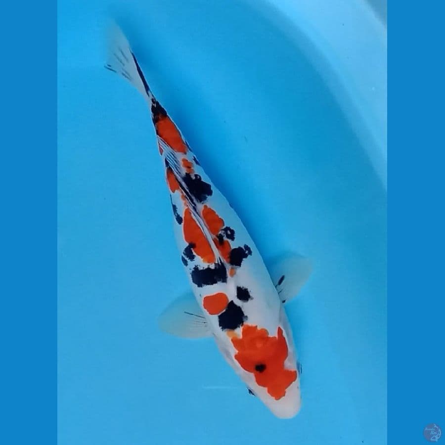 sanke doitsu