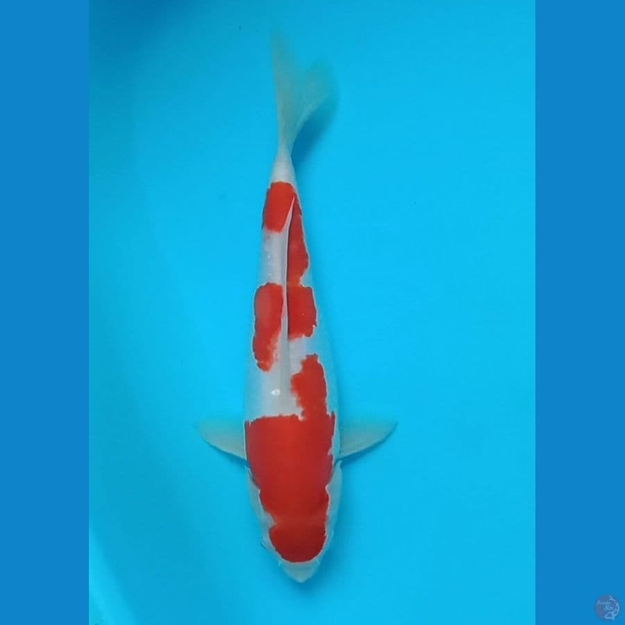 kohaku doitsu