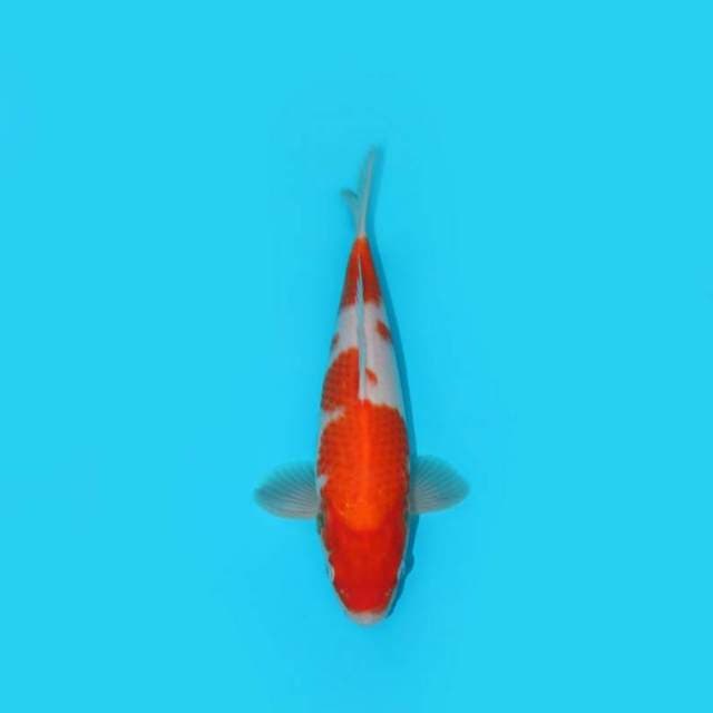BKS ( KOHAKU F1 26 CM )
