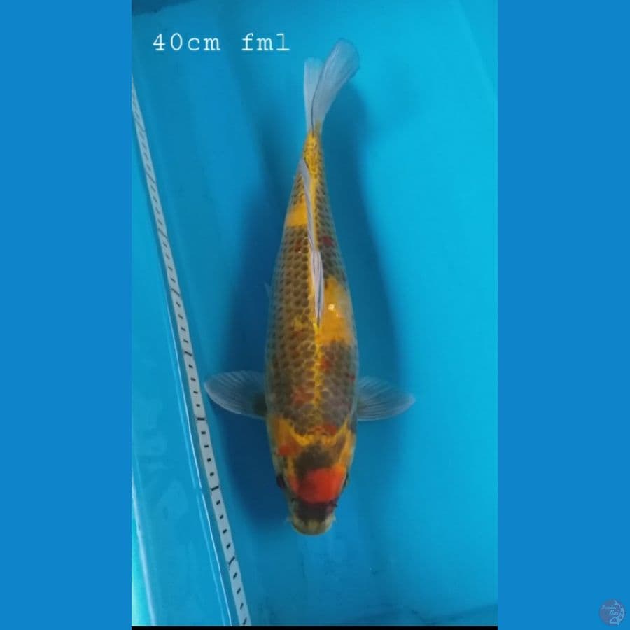 kawarimono 40cm/Fml