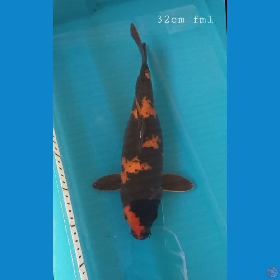 Hi utshuri 32cm/fml