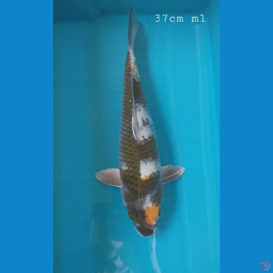 kawarimono 37cm/ml