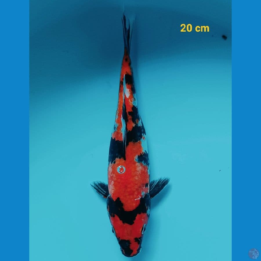 showa 20 cm