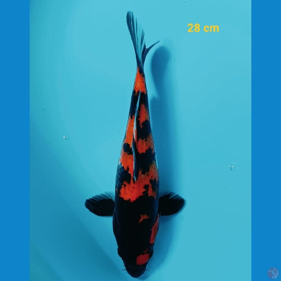 Hishowa 28 cm
