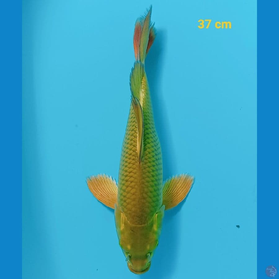 kumpay midori 37 cm