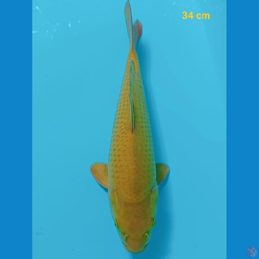 midori 4 cm