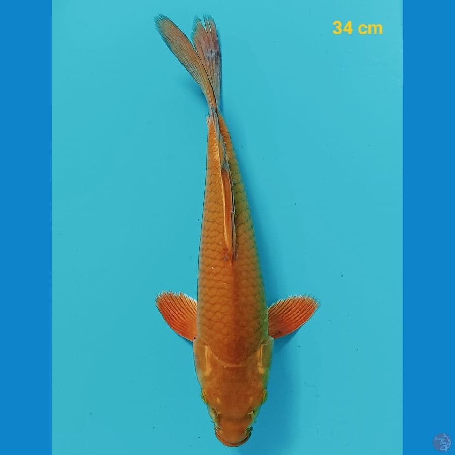kumpay chagoi tembaga 34 cm
