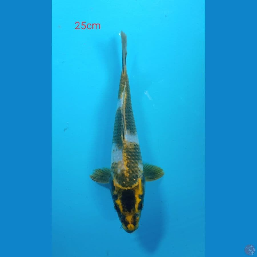 gin ki showa unik inazuma 25cm