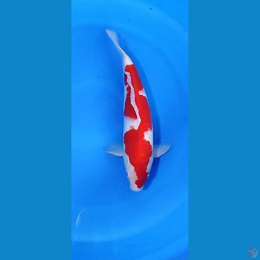 kuhaku inazuma 38cm/male